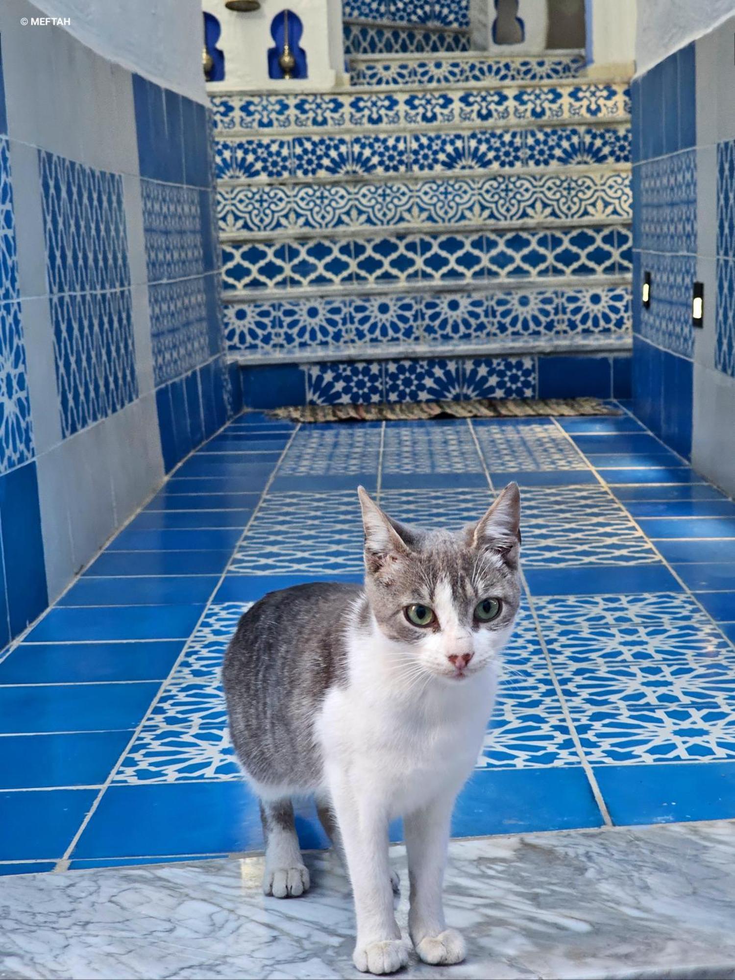 Casa Meftah Blue Daire Şafşavan Dış mekan fotoğraf